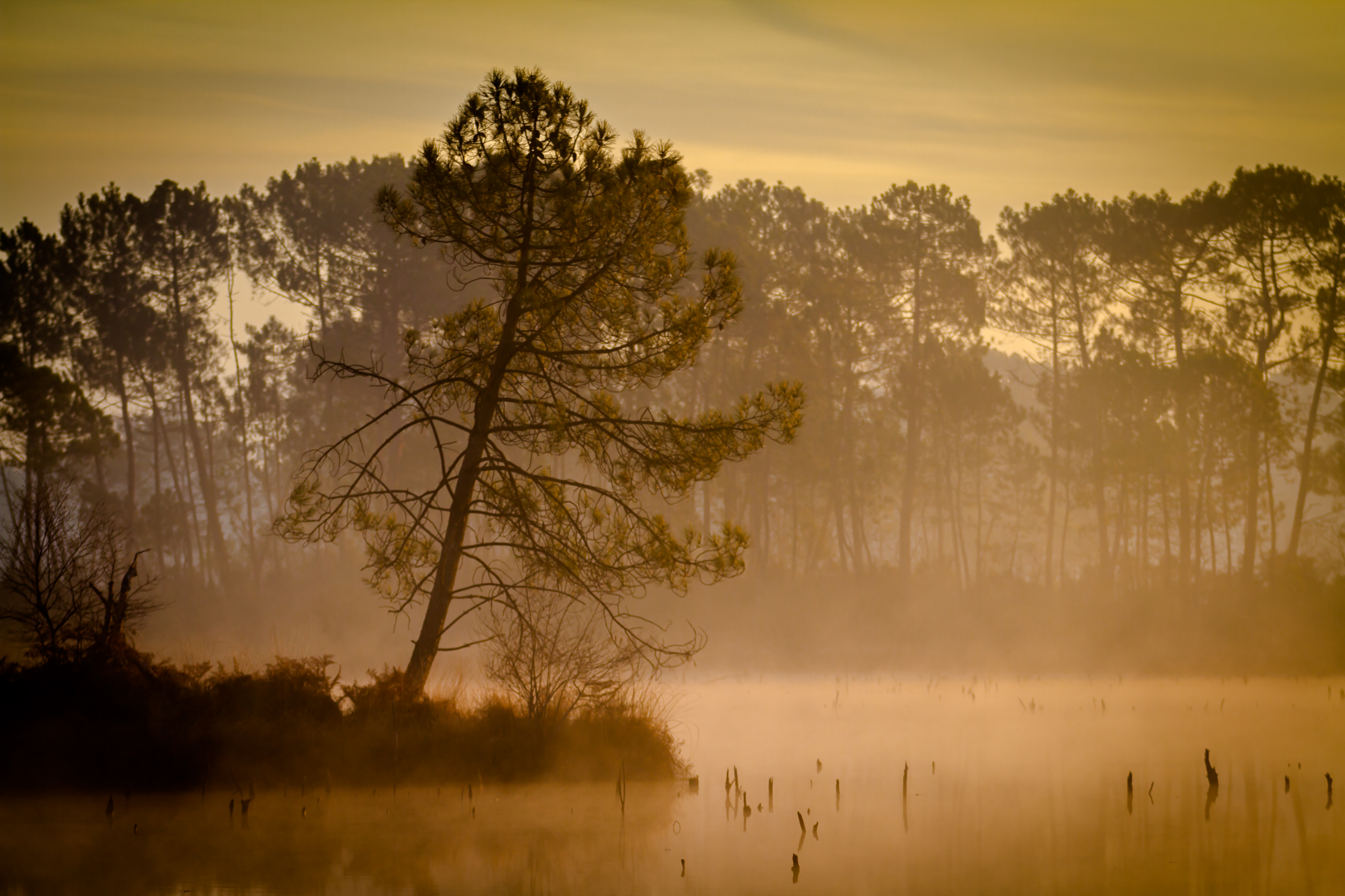 Paysage brumeux autour d'un plan d'eau à Hostens